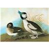 Image 1 : c1946 Audubon Print, #325 Bufflehead Duck