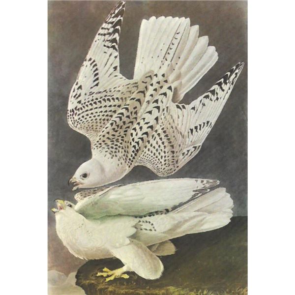 c1950 Audubon Print, White Gyrfalcon