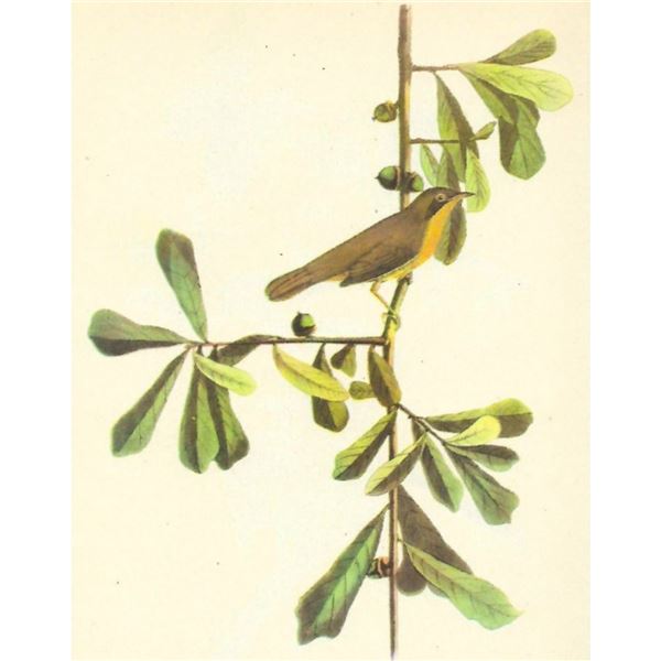 c1946 Audubon Print, #24 Maryland Yellow-Throat