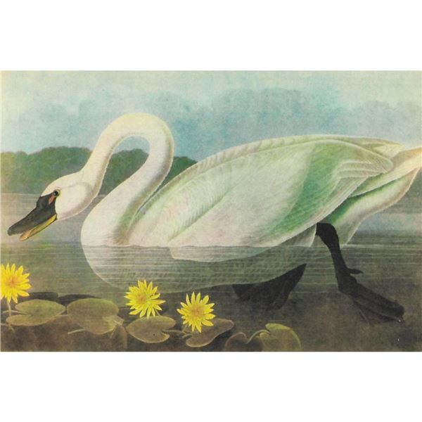c1946 Audubon Print, #411 Whistling Swan