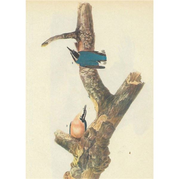 c1946 Audubon Print, #105 Red-Breasted Nuthatch