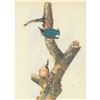 Image 1 : c1946 Audubon Print, #105 Red-Breasted Nuthatch