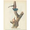Image 2 : c1946 Audubon Print, #105 Red-Breasted Nuthatch