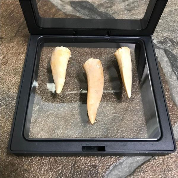 Set of Prehistoric Predator Fish Endochus Fangs, Fossils