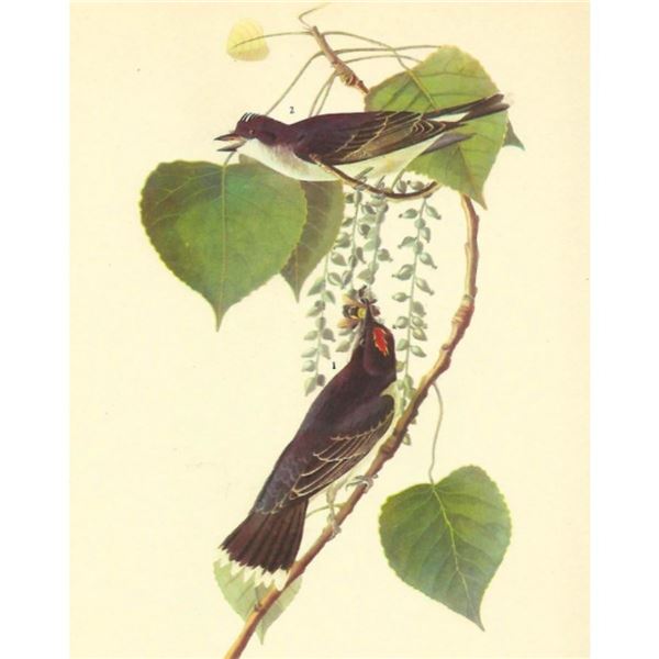 c1946 Audubon Print, #79 Kingbird