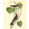 Image 1 : c1946 Audubon Print, #79 Kingbird