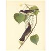Image 2 : c1946 Audubon Print, #79 Kingbird