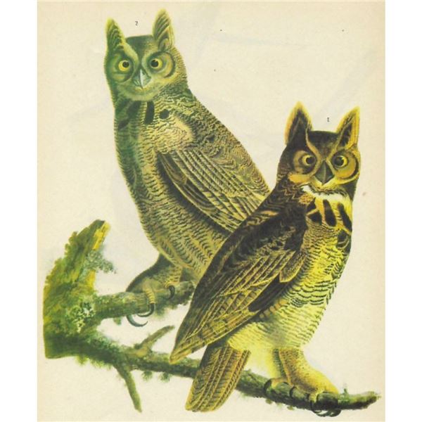 c1946 Audubon Print, #66 Great Horned Owl