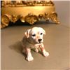Image 1 : Adorable Little Labrador Retriever Puppy Jewel Trinket Box