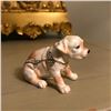Image 3 : Adorable Little Labrador Retriever Puppy Jewel Trinket Box