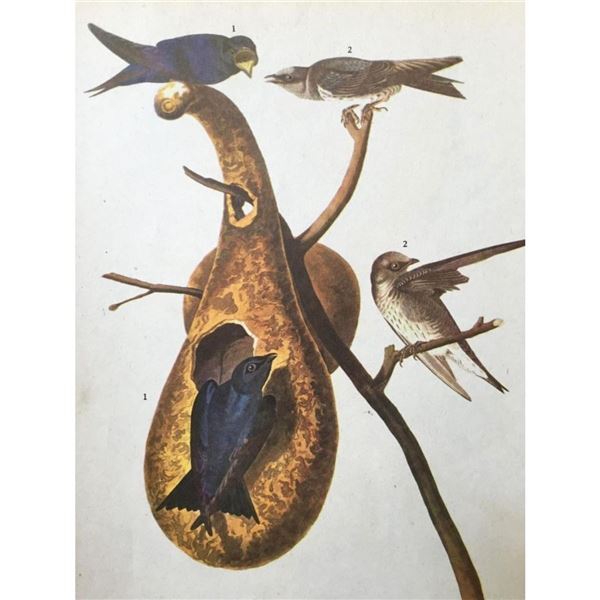 c1946 Audubon Print, #22 Purple Martin