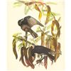 Image 1 : c1946 Audubon Print, #146 Fish Crow