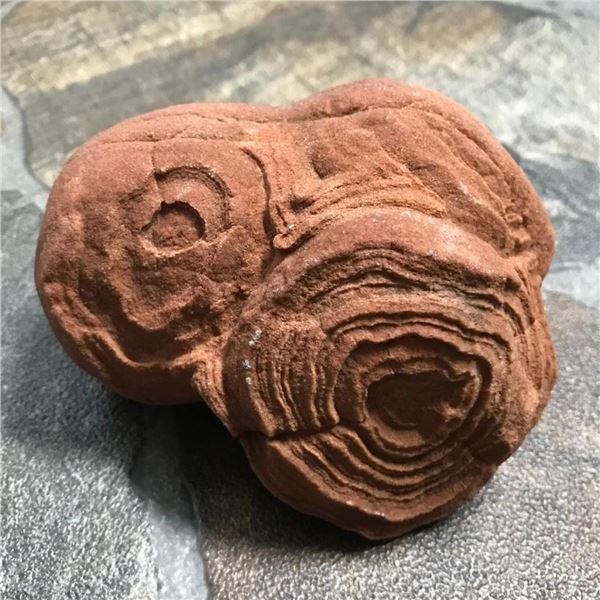 Rare, Prehistoric Climate Changing Bacteria Fossil