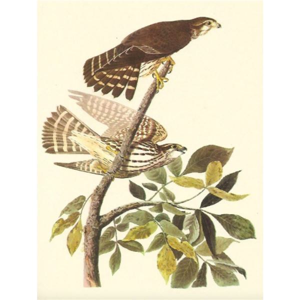 c1950 Audubon Print, Merlin or Pigeon Hawk