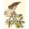 Image 1 : c1950 Audubon Print, Merlin or Pigeon Hawk
