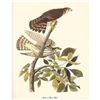 Image 2 : c1950 Audubon Print, Merlin or Pigeon Hawk