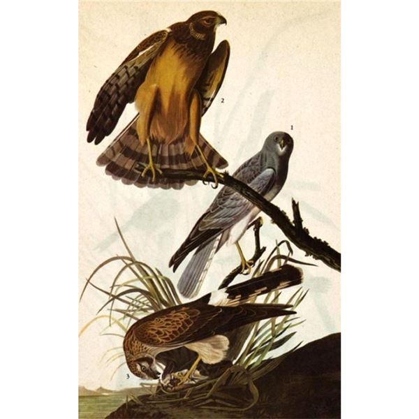 c1946 Audubon Print, #356 Marsh Hawk