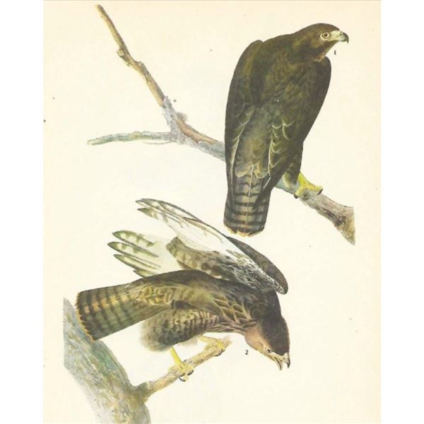 c1946 Audubon Print, #86 Harlan's Hawk