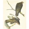 Image 1 : c1946 Audubon Print, #86 Harlan's Hawk