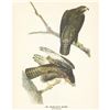 Image 2 : c1946 Audubon Print, #86 Harlan's Hawk