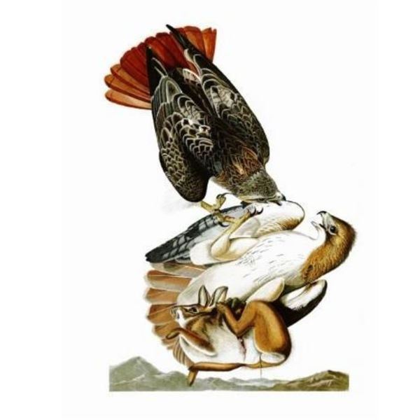 c1946 Audubon Print, #51 Red-tailed Hawk