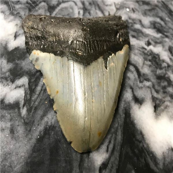 Prehistoric Megalodon Shark's Tooth Artifact