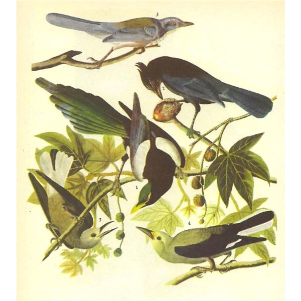 c1946 Audubon Print, #362 Four Western Corvids