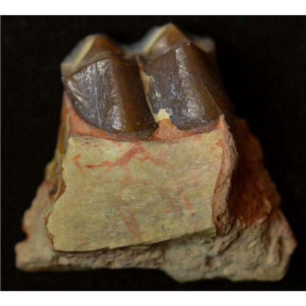 Prehistoric Camel Jaw Bone, Badlands South Dakota Artifact