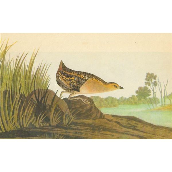 c1946 Audubon Print, #329 Yellow Rail