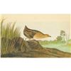 Image 1 : c1946 Audubon Print, #329 Yellow Rail