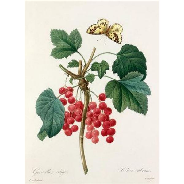 After Pierre-Jospeh Redoute, Floral Print, #51 Grosseiller Rouge ( Ribes rubrum )