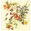 Image 1 : c1946 Audubon Print, #47 Ruby-Throated Hummingbird