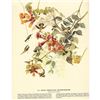 Image 2 : c1946 Audubon Print, #47 Ruby-Throated Hummingbird