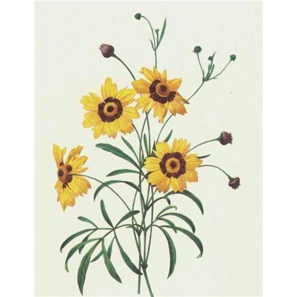 After Pierre-Jospeh Redoute, Floral Print, #24 Corcopsis elegant ( Tickseed )