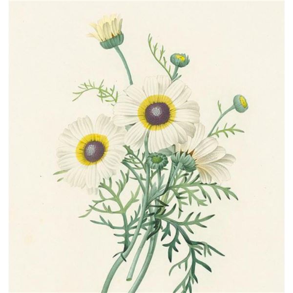 After Pierre-Jospeh Redoute, Floral Print, #22 Chrysantheme carene (Crysanthemum)