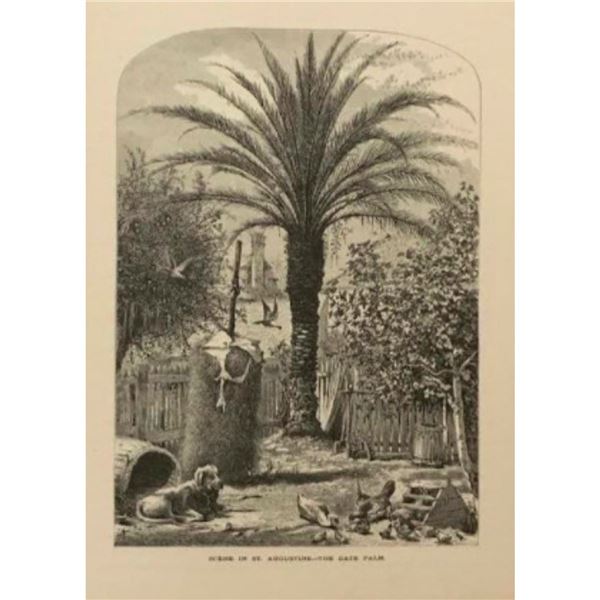 19thc Date Palm, St Augustine Florida Engraving