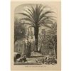 Image 1 : 19thc Date Palm, St Augustine Florida Engraving