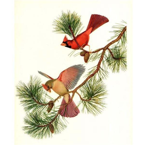 1950 Menaboni Bird Print, Cardinal