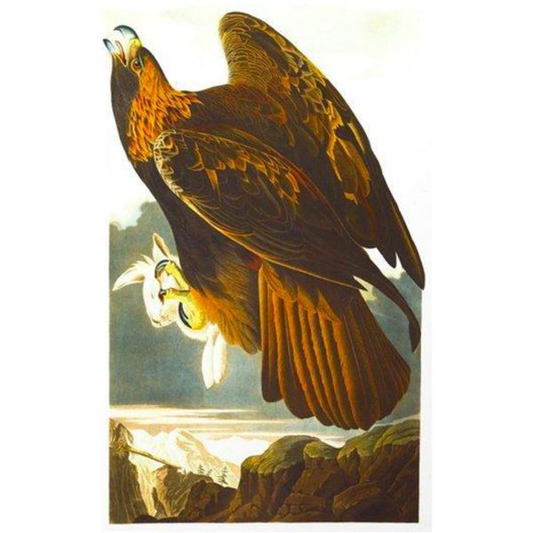 c1946 Audubon Print, #181 Golden Eagle