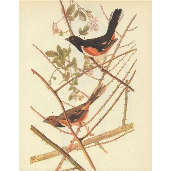 c1946 Audubon Print, #29 Towhee