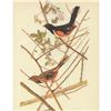Image 1 : c1946 Audubon Print, #29 Towhee