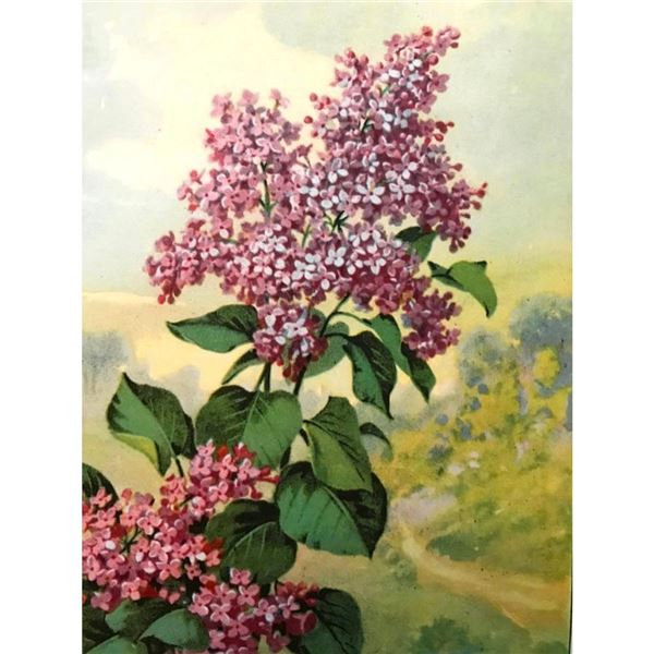 1920's Lilac Color Lithograph Print