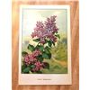 Image 2 : 1920's Lilac Color Lithograph Print