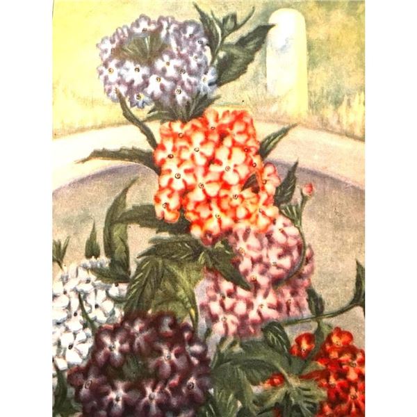1920's Verbena Color Lithograph Print