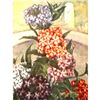 Image 1 : 1920's Verbena Color Lithograph Print