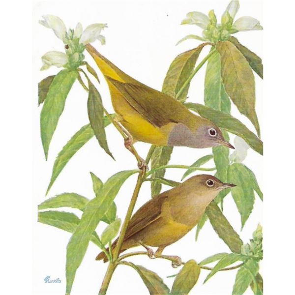 1936 Pearson Birds, #104 Connecticut Warbler