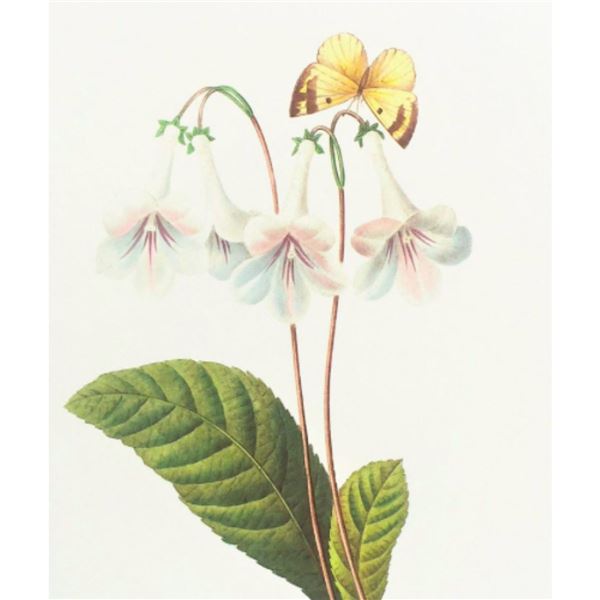 After Pierre-Jospeh Redoute, Floral Print, #137 Gloxinie var. (Gloxinia)