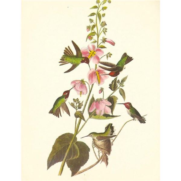 c1950 Audubon Print, Anna's Hummingbird