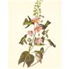 Image 1 : c1950 Audubon Print, Anna's Hummingbird