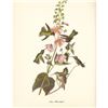 Image 2 : c1950 Audubon Print, Anna's Hummingbird